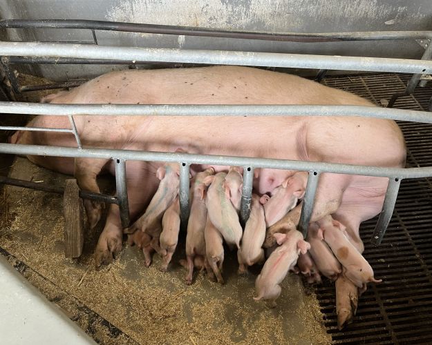 Fikseret so ligger på siden mens en masse pattegrise kæmper om hendes patter