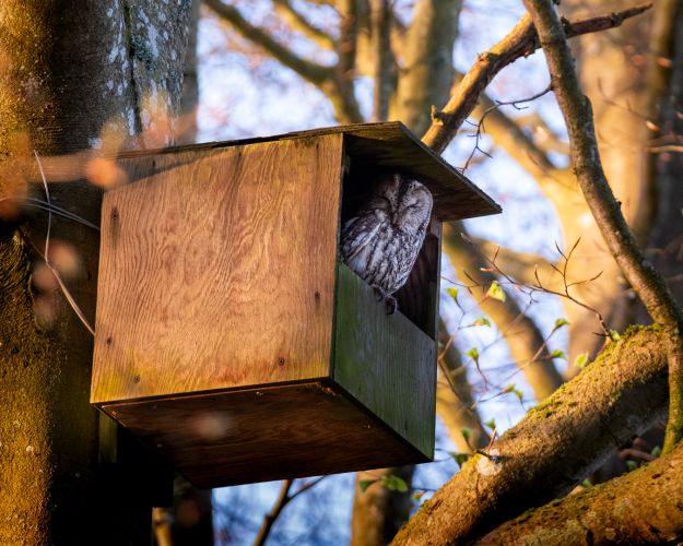 Natugleungerne og deres mor kunne flytte tilbage i kassen, efter den var blevet repareret. Foto: Marlene V. Jakobsen