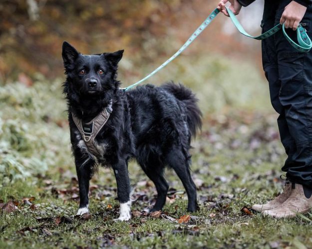 Hund i snor