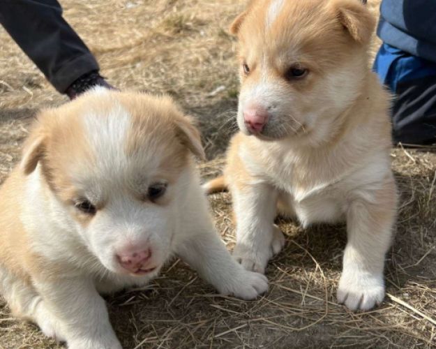slædehunde grønland
