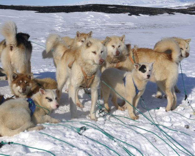 Billede af slædehunde