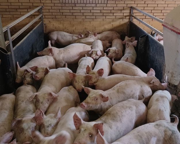 Der er en sammenhæng mellem folks viden om grisenes forhold i de konventionelle svinestalde og ønsket om bedre forhold for grisene. 