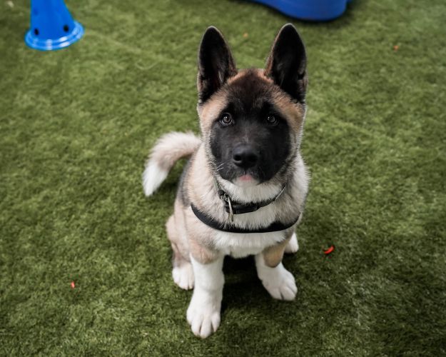 Billede af hunden Bobby 