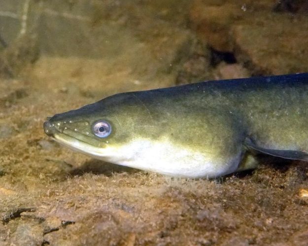 Ålen er kritisk truet. Alligevel lægger regeringen op til at fortsætte fiskeriet efter den.