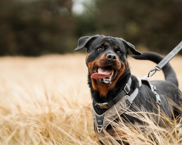 Billede af hund