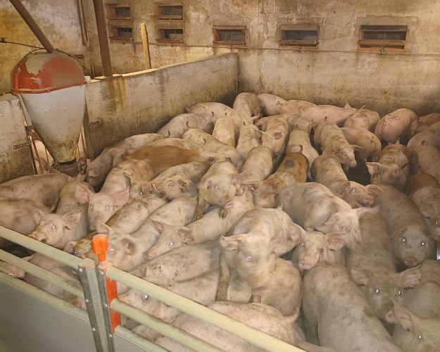 Fødevarestyrelsen dyrlæger risikerer at bryde dyrevelfærdsloven, hvis de følger den vejledning til kontrolbesøg, som Fødevarestyrelsen har udstyret dem med. 