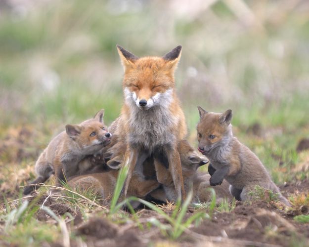 Et kuld af rævehvalpe dier hos deres mor. Foto: Jan Tandrup Petersen