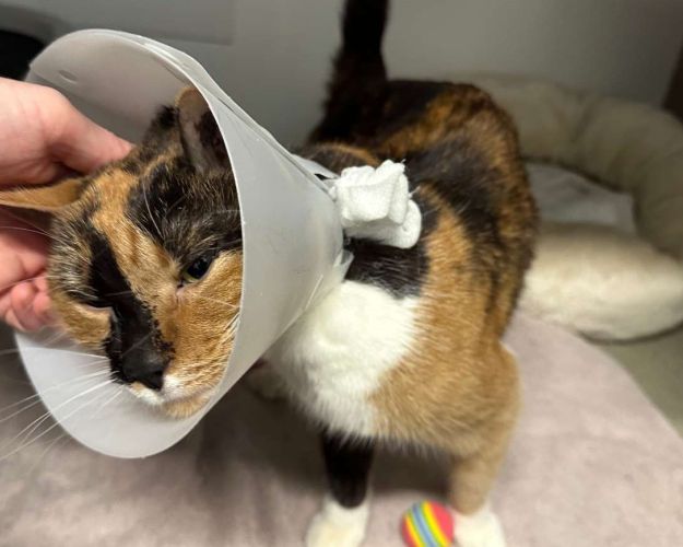 Billede af katten, Gamora