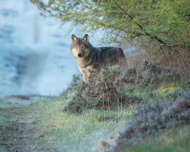 Ulven er en hjemmehørende nøgleart i den danske natur. Foto: Dan Ravnborg