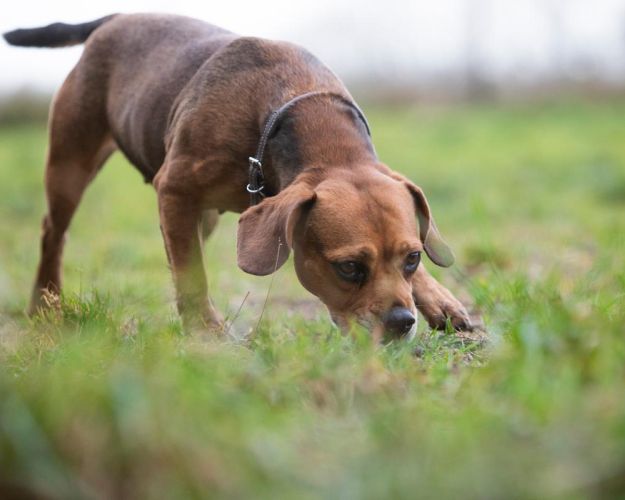 Hund snuser til græsplæne. 