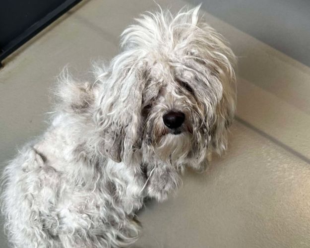 Hvid malteserhund med meget beskidt pels ligger på hvidt gulv