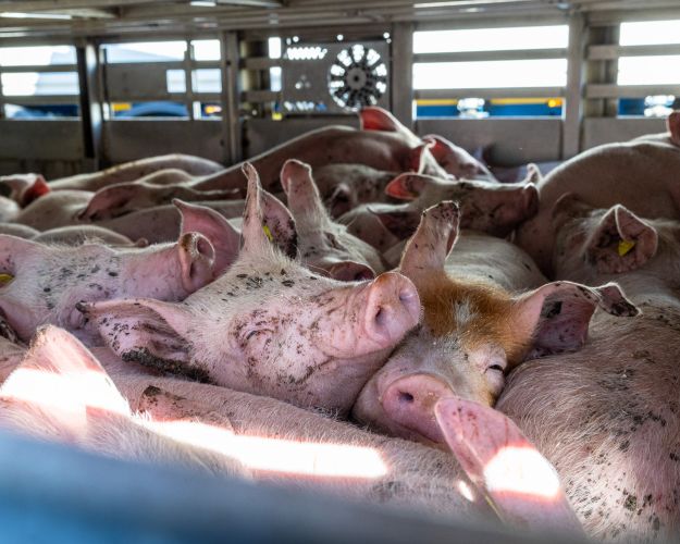 I 2024 blev flere end 16,7 millioner levende grise eksporteret fra Danmark, heraf over 13 millioner på lange transporter af mere end otte timers varighed.