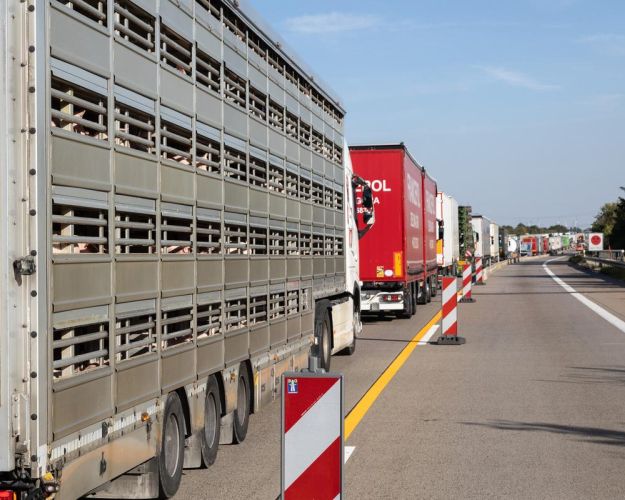 Grisetransporter i kø på motorvej