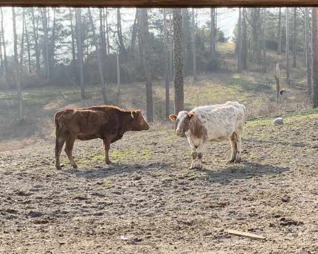 Foto: Dyrenes Beskyttelse