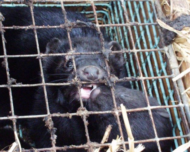 Mink
