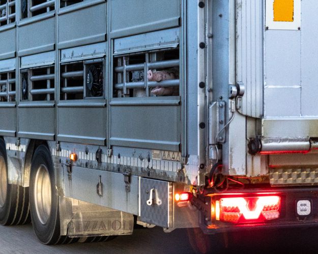 De danske myndigheder har meget svært ved at stille udenlandske transportører til regnskab for lovovertrædelser. Det er et problem, som kun bliver større af, at langt de fleste transporter til udlandet af danske grise udføres af udenlandske transportører.