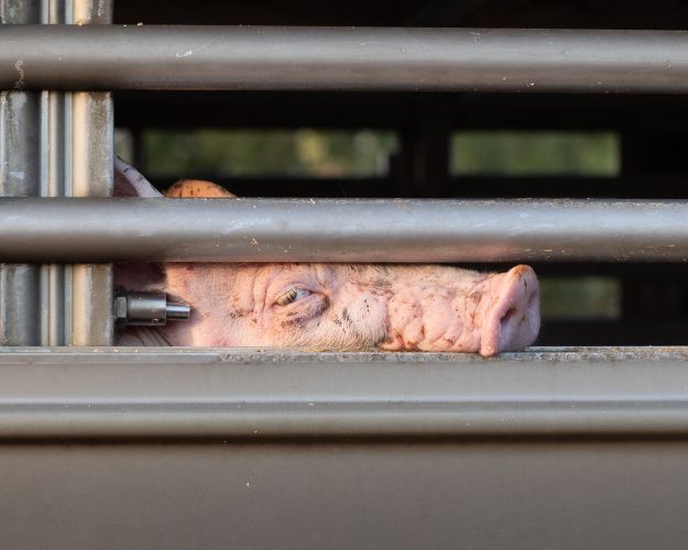 Antallet af grise, som dansk landbrug sender på lange transporter fortsætter med at stige. I 2024 blev flere end 13,2 millioner grise sendt på lange transporter af mere end otte timers varighed.