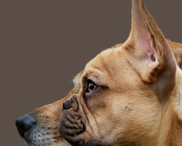 En grafik af to hundehoveder ved siden af hinanden, forrest er en fransk bulldog set fra siden, hvor man tydeligt ser dens korte snude. Bagved den stikke en anden og længere hundesnude frem. Racen på den bagerste hund er ukendt