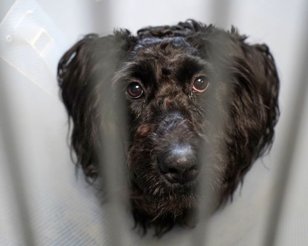 Sort hund kigger i kamera