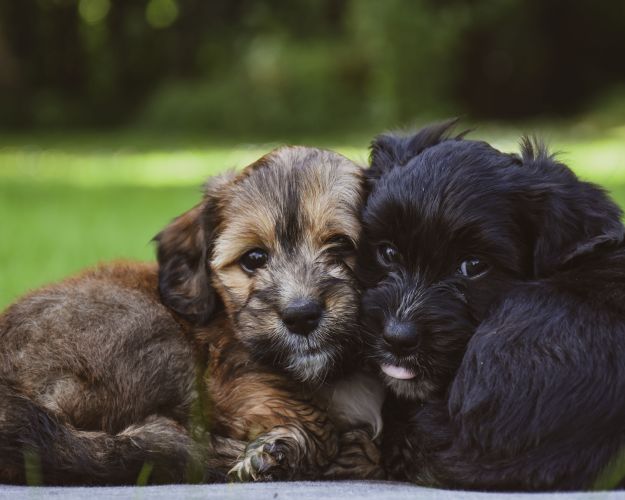 En brun og en sort hundehvalp ligger på en græsplæne og putter med hovederne tæt sammen.