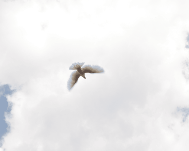 Hvid fugl flyver i himlen med skyer over sig