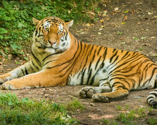Tiger ligger på jorden med græs og andet grønt omkring sig
