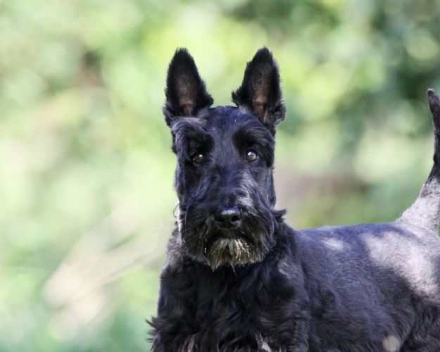 Hund med halsbånd