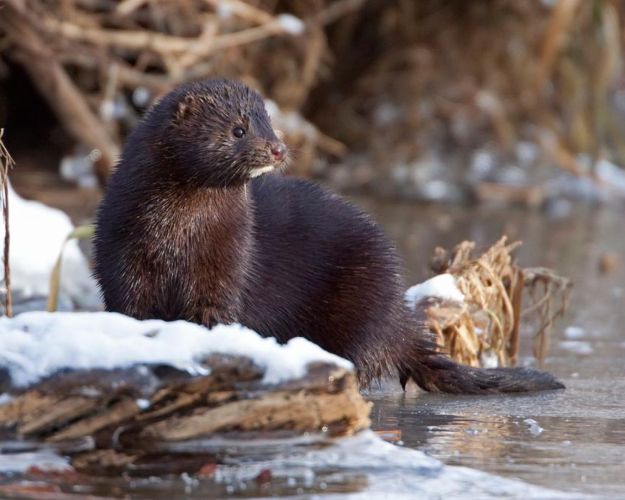Mink