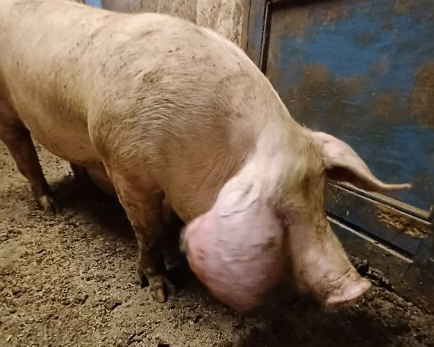 Syge og tilskadekomne grise, der ikke får behandling og pleje er blandt de hyppigste sanktioner i svineproduktionen. Foto: Fødevarestyrelsen