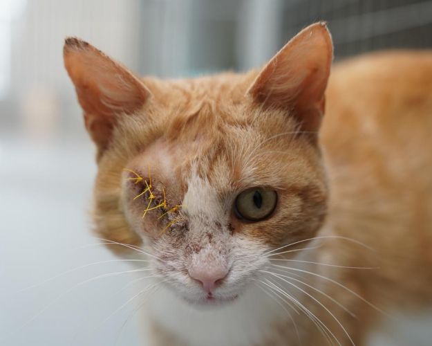 Katten Kaptajn kigger i kamera efter operation. 