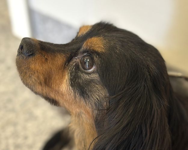 Lille blandingshund af dværg gravhund og pekingeser set fra siden i profil