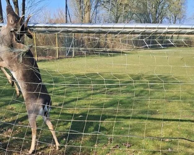 Hjort sidder fast med geviret i et fodboldnet