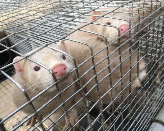 Det er ikke muligt at sikre dyrevelfærd i minkavl. Foto: Dyrenes Beskyttelse / Mia Krongaard