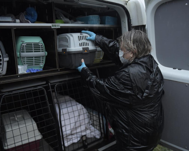 Transportkasser med katte puttes ind i en varevogn af en dyreredder