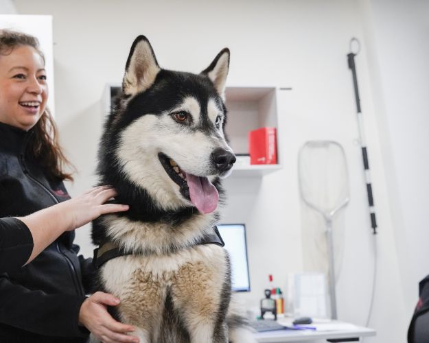 En stor hund er til dyrlægen