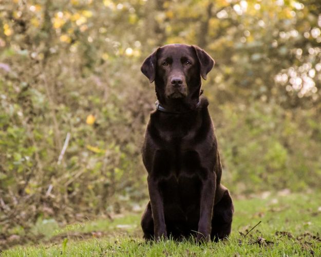 Labrador kigger i kamera. 