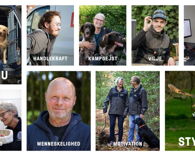 Værdier der beskriver frivillighed i Dyrenes Beskyttelse