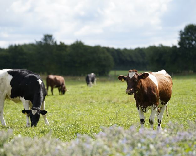 sortbroget står på mark og græsser. Brunbroget ko står og kigger. Solen skinner