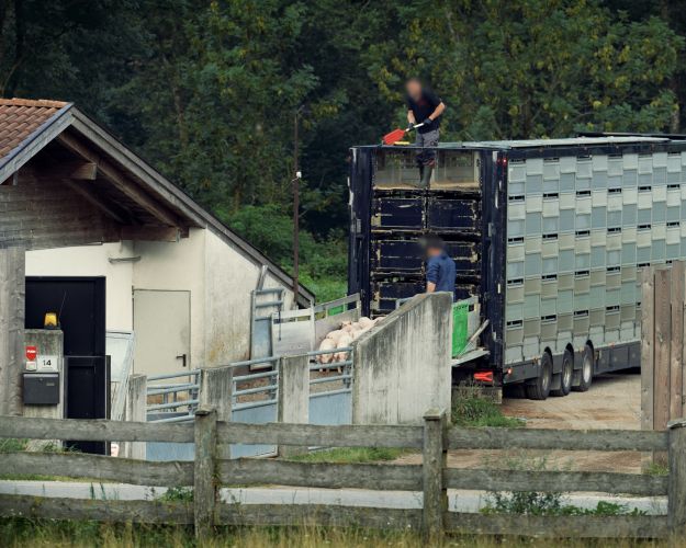 Dyrenes Beskyttelse og Politiken har den seneste tid afdækket, hvordan danske svineeksportører oplyser samlesteder som slutdestinationer for at undgå kontrollen og sende grise på længere og varmere ture, end loven tillader, uden at myndighederne kan stille dem til regnskab for det. Foto: Dyrenes Beskyttelse