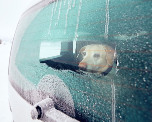 Det er aldrig en god idé at efterlade hunden i bilen i længere tid – men især ikke i kulde eller hede. Foto: Shutterstock