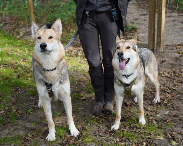 To ulvelignende hunde, Zeus og Daisy, står tæt på et mennesker der lufter dem