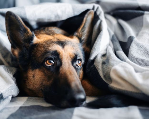 Hund gemmer sig under tæppe