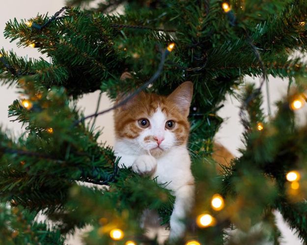 Kat i juletræ