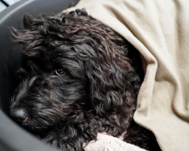 sort hund ligger i kurv med tæppe på