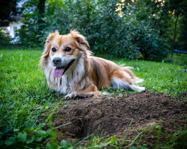 I langt de fleste tilfælde skyldes det en naturlig, nedarvet adfærd, når hunde gemmer godbidder og legetøj i hjemmet. Foto: Michal Robak/Unsplash