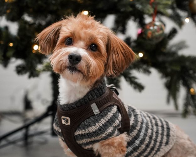 hund i sweater foran juletræ