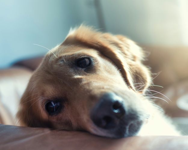 I bedste mening bliver aktive hunderacer taget med på løbeturen eller lange ture på kedelige villaveje. Men det er ikke lykken for en hund med jagt i blodet. Regine Tholen / Unsplash