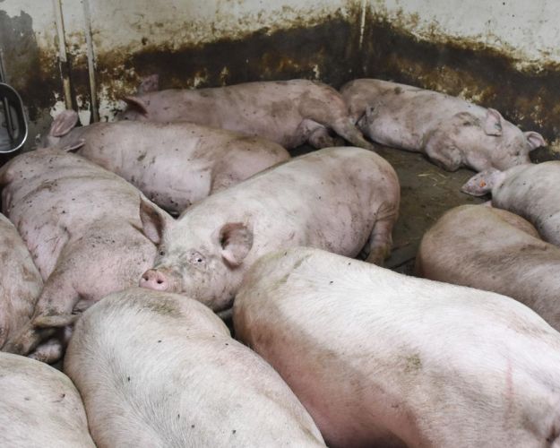 I gennemsnit bruges der 8,3 sekunder per svin til slagt om dagen. Foto: Cathrine Cocks/Dyrenes Beskyttelse