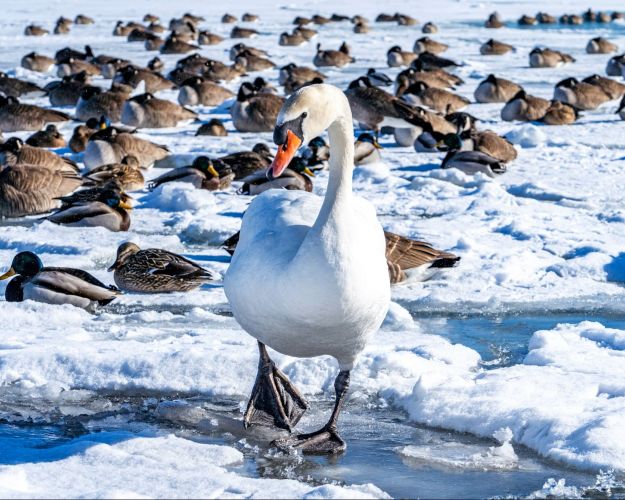 Svane og ænder på en frossen sø