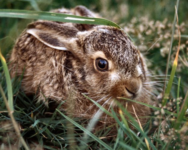 Harekilling helt tæt på i græsset